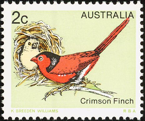 Crimson Finch (Neochmia phaeton)