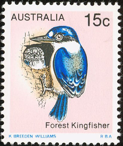 Forest Kingfisher (Halcyon macleayii)