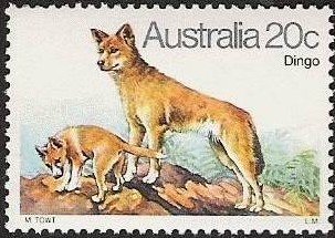 Dingo (Canis lupus dingo)