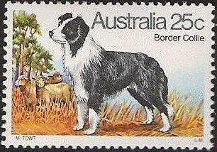 Border Collie