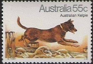 Australian Kelpie