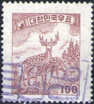 Sika Deer (Cervus nippon)