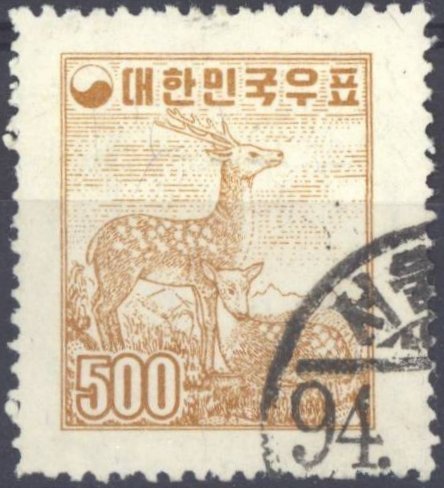 Sika Deer (Cervus nippon)