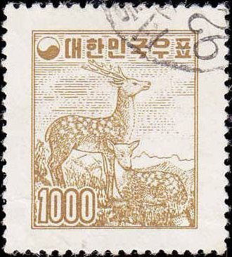 Sika Deer (Cervus nippon)