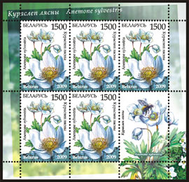 Sheetlet Endangered plants of Belarus – Snowdrop anemone (5 stamps +1 coupon)