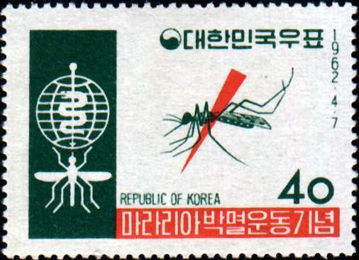 Anopheles Mosquito (Anopheles sp.) 