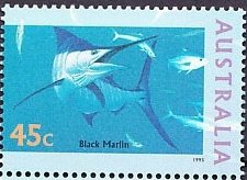Black Marlin (Makaira indica)