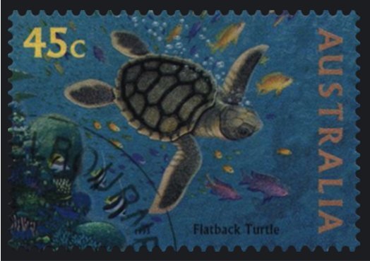 Australian Flatback Turtle (Chelonia depressa)