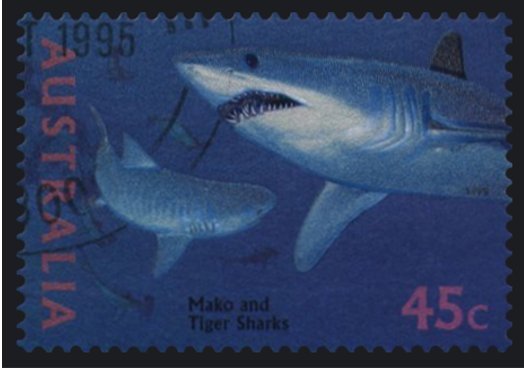 Shortfin Mako (Isurus oxyrhynchus), Tiger Shark (Galeocerdo 