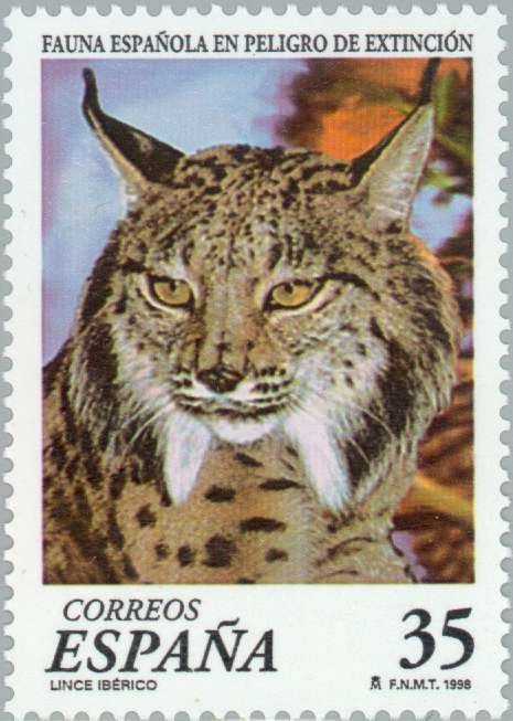 Iberian Lynx (Lynx pardina)