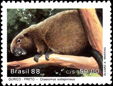 Bristle-spined Rat (Chaetomys subspinosus)