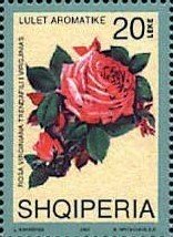 Rosa virginiana