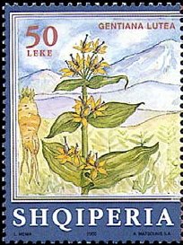 Gentiana lutea
