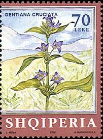 Gentiana crutiata