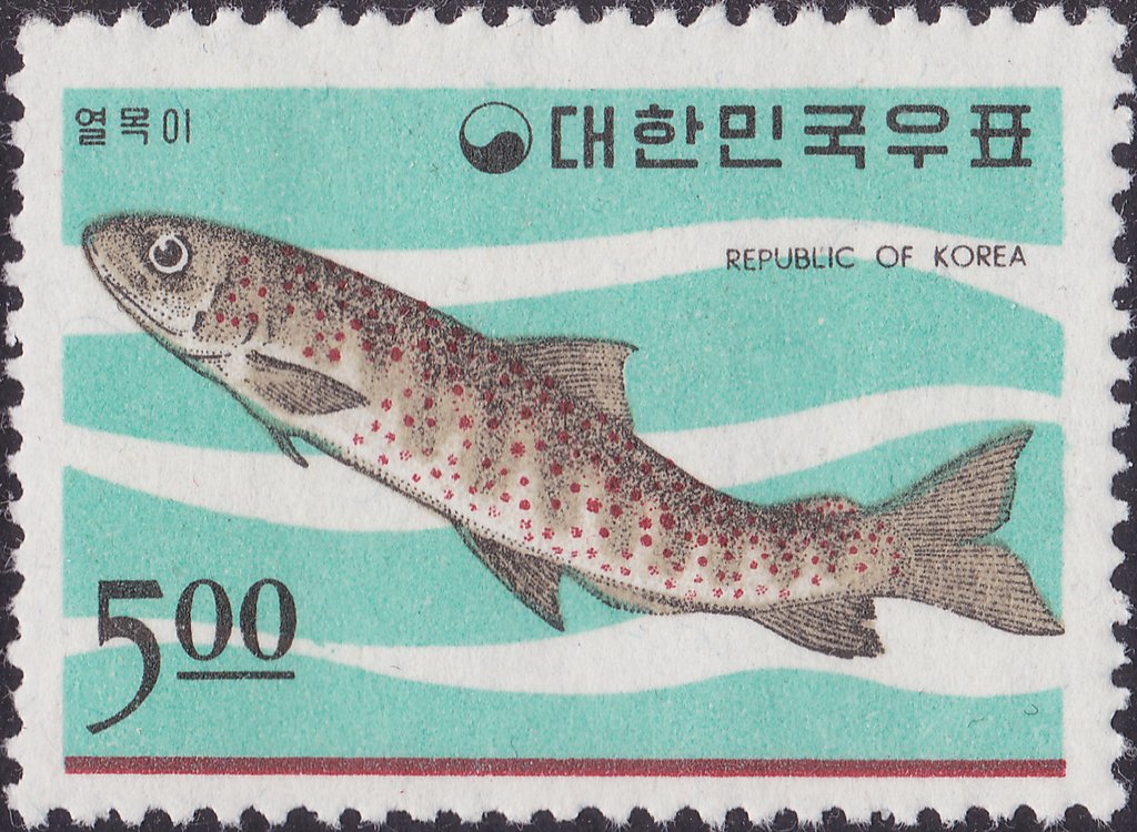 Manchurian Trout (Brachymistrax lenok)