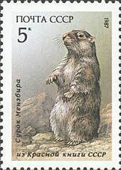 Menzbier's Marmot (Marmota menzbieri)