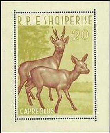 Roe Deer (Capreolus capreolus)