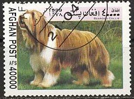 Bearded Collie (Canis lupus familiaris)