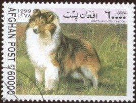 Stamp, Shetland Sheepdog (Canis lupus familiaris), Afghanistan,  , Dogs