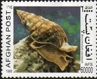 Stamp, Babylonia (Buccinulum corneum), Afghanistan,  , Animals (Fauna), Molluscs, Snails and Slugs