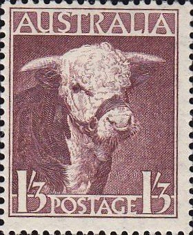 Hereford Bull