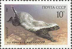 Honey Badger (Mellivora capensis)