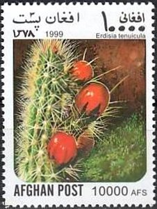 Stamp, Erdisia tenuicula, Afghanistan,  , Cacti