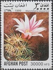 Mammillaria yaquensis
