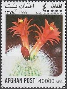Stamp, Matucana multicolor, Afghanistan,  , Cacti