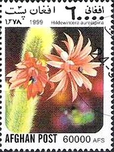Stamp, Hildewintera, Afghanistan,  , Cacti