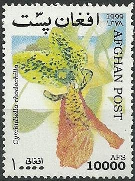 Cymbidiella pardalina (syn.Cymbidiella rhodochila)