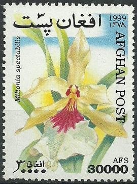 Miltonia spectabilis