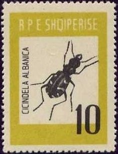 Tiger Beetle (Cincindela albanica)