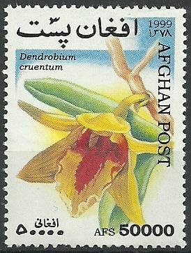 Dendrobium cruentum