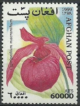 Cypripedium macranthos (syn.Cypripedium macranthum)