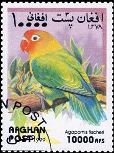Stamp, Fischer's Lovebird (Agapornis fischeri), Afghanistan,  , Birds, Parrots