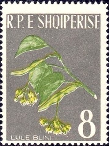 Linden