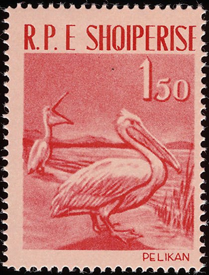 Dalmatian Pelican (Pelecanus crispus)