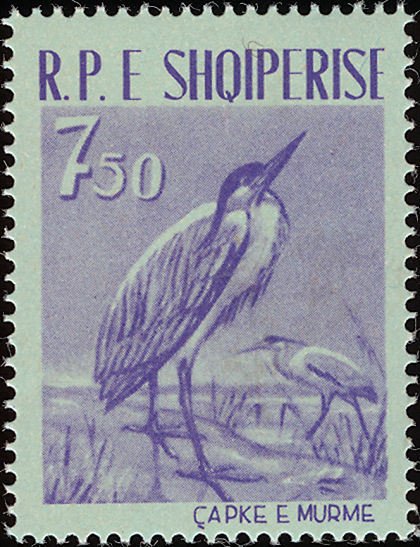 Grey Heron (Ardea cinerea)