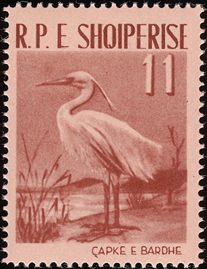 Little Egret (Egretta garzetta)