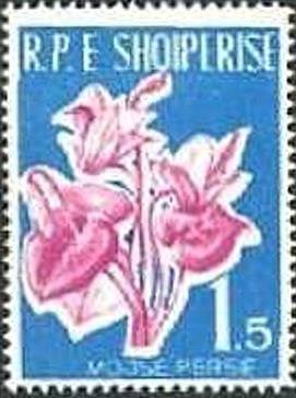 Cyclamen persicum
