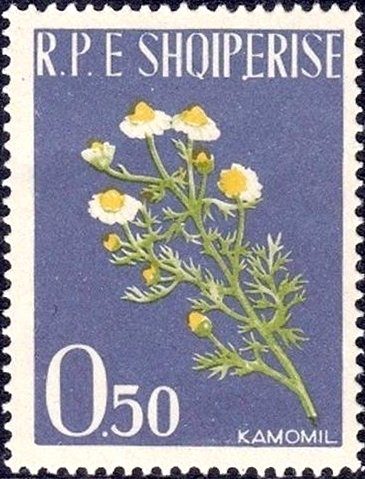 Camomile