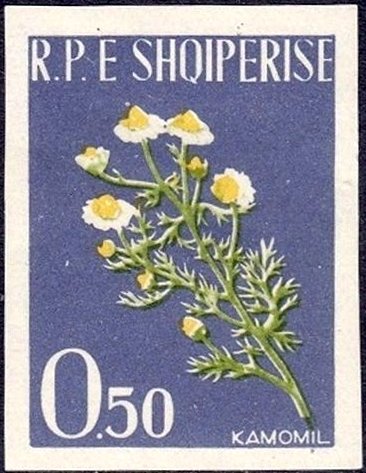 Chamomile (Matricaria chamomilla)