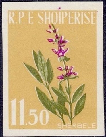 Sage (Salvia officinalis)
