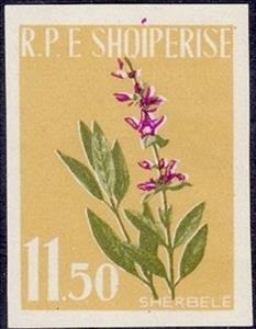 Stamp, Sage (Salvia officinalis), Albania,  , Flowers