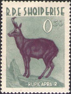 Chamois (Rupicapra rupicapra)