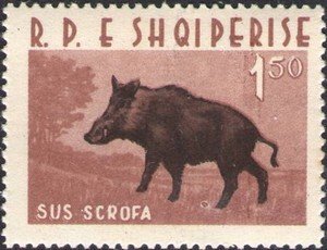 Wild Boar (Sus scrofa)