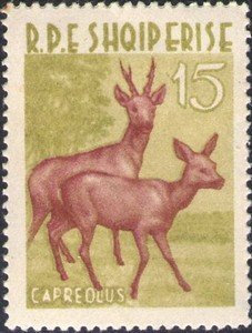Roe Deer (Capreolus capreolus)