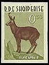 Chamois (Rupicapra rupicapra)