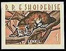 Lynx (Lynx lynx)